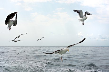 Seagulls on Long Island Sound