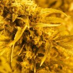 Will Marijuana Turn Denver into The Next San Francisco?