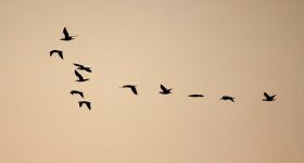 birds-390901_640