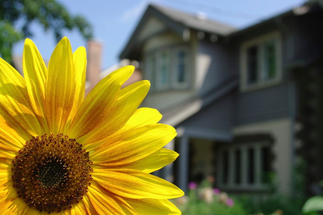 A bright yellow flower with a home in the background