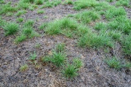 Pests and disease cause a large amount of damage to lawns