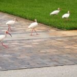 neighborhood birds