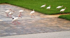 neighborhood birds