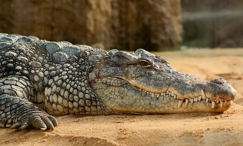Florida Alligator 
