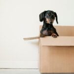 moving to a home with pets