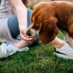 Paw and Pints