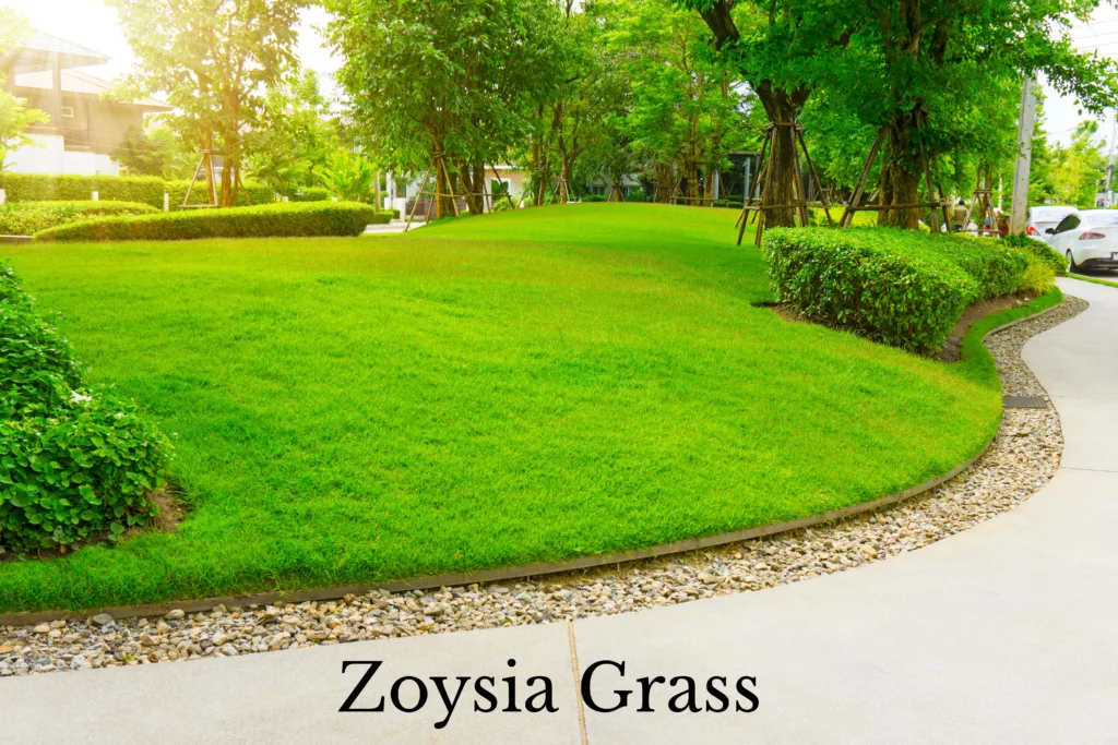 Enhance the Look of Your Yard With These Grasses